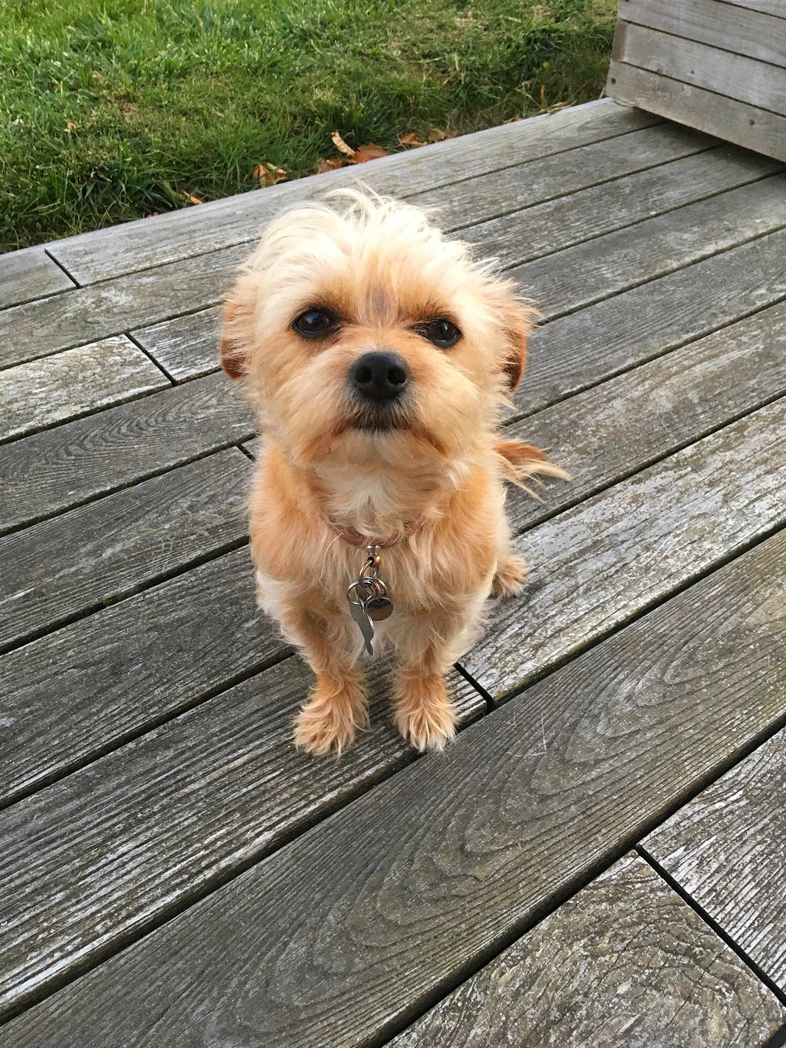 Maya