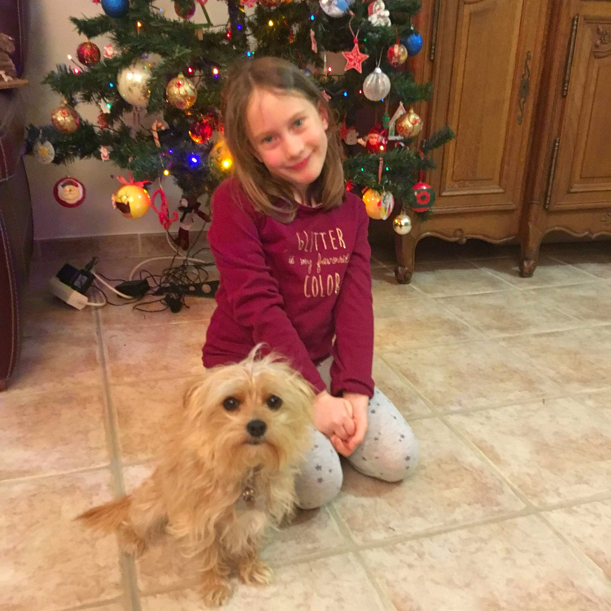 Maya a rejoint le concours — aidez-le/la à gagner de superbes lots ! canidae, carnivore, cavachon, chinese_imperial_dog, christmas, christmas_eve, christmas_ornament, christmas_tree, companion_dog, dog, dog_breed, holiday, lhasa_apso, maltepoo, maltese, morkie, puppy, puppy_love, shih_tzu, toy_dog