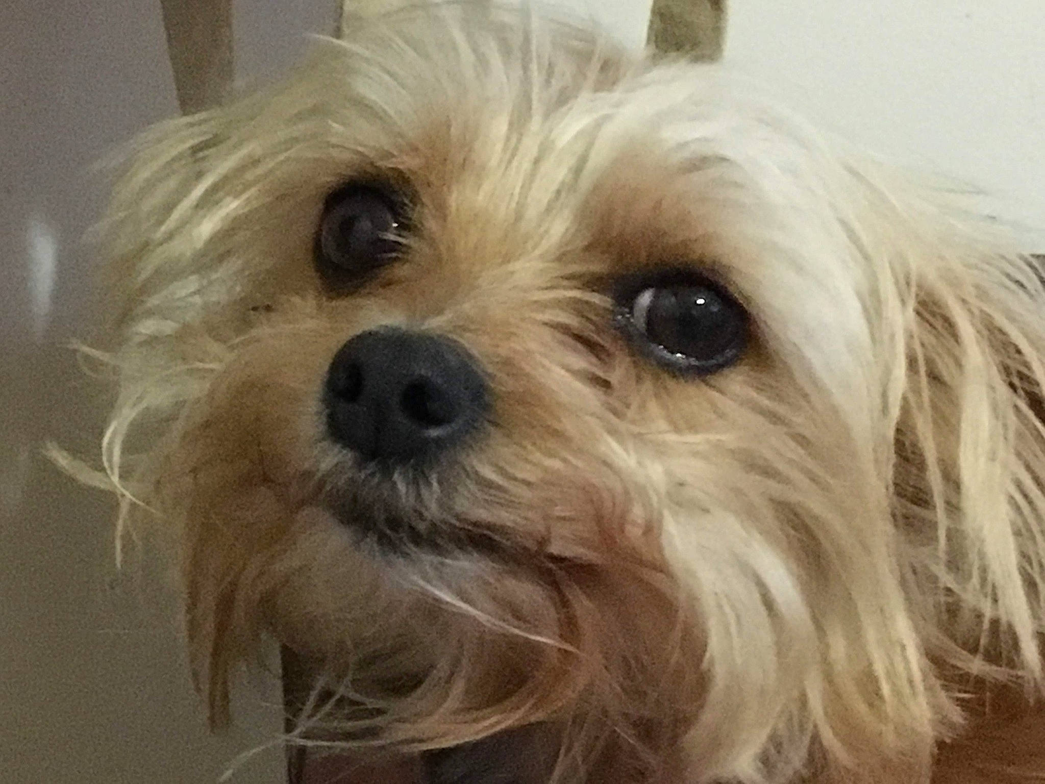 Maya participe au concours pour gagner de l'argent avec cette photo : australian_silky_terrier, biewer_terrier, canidae, carnivore, chinese_imperial_dog, close_up, companion_dog, dog, dog_breed, lhasa_apso, lowchen, maltepoo, mammal, morkie, puppy, small_terrier, snout, terrier, vertebrate, yorkshire_terrier