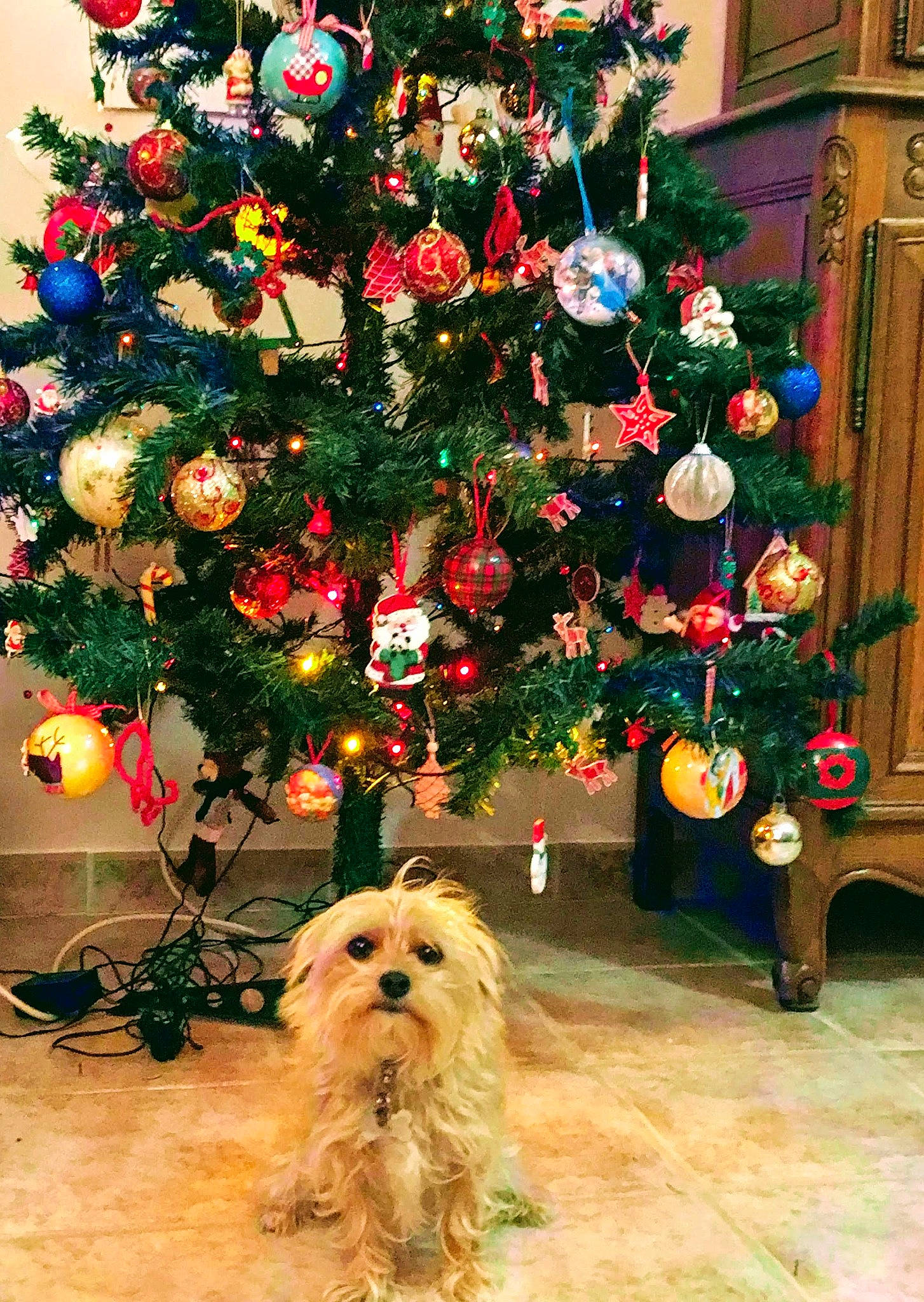 Maya participe au concours pour gagner de l'argent avec cette photo : canidae, carnivore, christmas, christmas_decoration, christmas_eve, christmas_ornament, christmas_tree, dog, dog_breed, fir, holiday, holiday_ornament, interior_design, non_sporting_group, plant, shih_tzu, sporting_group, terrier, toy_dog, tree