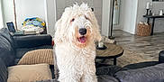 Knox joined the competition — help win amazing prizes! dog, white_dog, fluffy_dog, living_room, couch, leather_couch, fireplace, television, plant, wooden_table, floor_lamp, decor, home_interior, tongue_out, pet, curly_fur, happy, indoor, cozy, smiling
