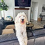 dog, white_dog, fluffy_dog, living_room, couch, leather_couch, fireplace, television, plant, wooden_table, floor_lamp, decor, home_interior, tongue_out, pet, curly_fur, happy, indoor, cozy, smiling