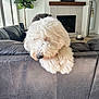 Knox joined the competition — help win amazing prizes! dog, white_dog, curly_fur, couch, living_room, fireplace, television, plant, mirror, indoor, furniture, pet, cozy, home, fur, snout, relaxing, cute, animal, domestic
