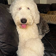 Knox joined the competition — help win amazing prizes! dog, fluffy, white, gray, tongue_out, pet, couch, leather, indoor, relaxed, fur, animal, companion, cute, portrait, household, cozy, tongue, sitting, friendly