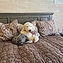 Knox joined the competition — help win amazing prizes! dog, bed, pillow, quilt, headboard, indoor, furniture, pet, resting, cozy, curly_fur, bandana, brown, white, patterned, sleepy, relaxed, home, comfortable, canine