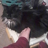 Cherie is registered to the contest to win money with this photo: animal, black_cat, blurred, cat, chair, closeup, companion, cozy, domestic_animal, fluffy, fur, furniture, hand, indoor, low_light, pet, resting, touch, whiskers, white_whiskers