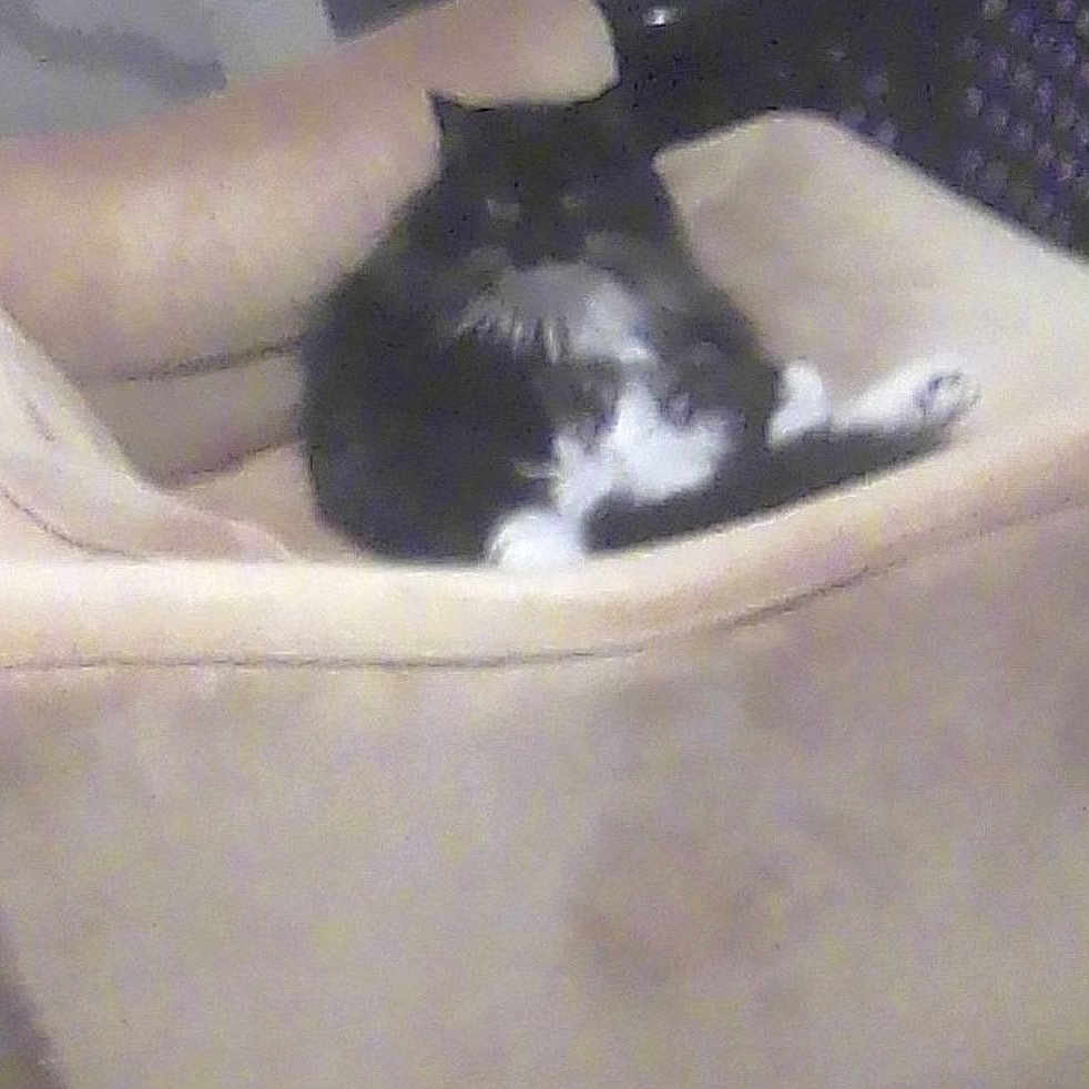 Cherie