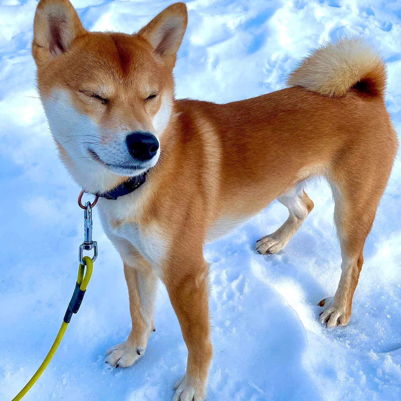 Rocket a rejoint le concours — aidez-le/la à gagner de superbes lots ! accessories, animal, canine, collar, dog, eskimodog, harness, hound, husky, leash, nature, outdoors, pet, puppy, sky, snout, snow, strap, whitedog, winter