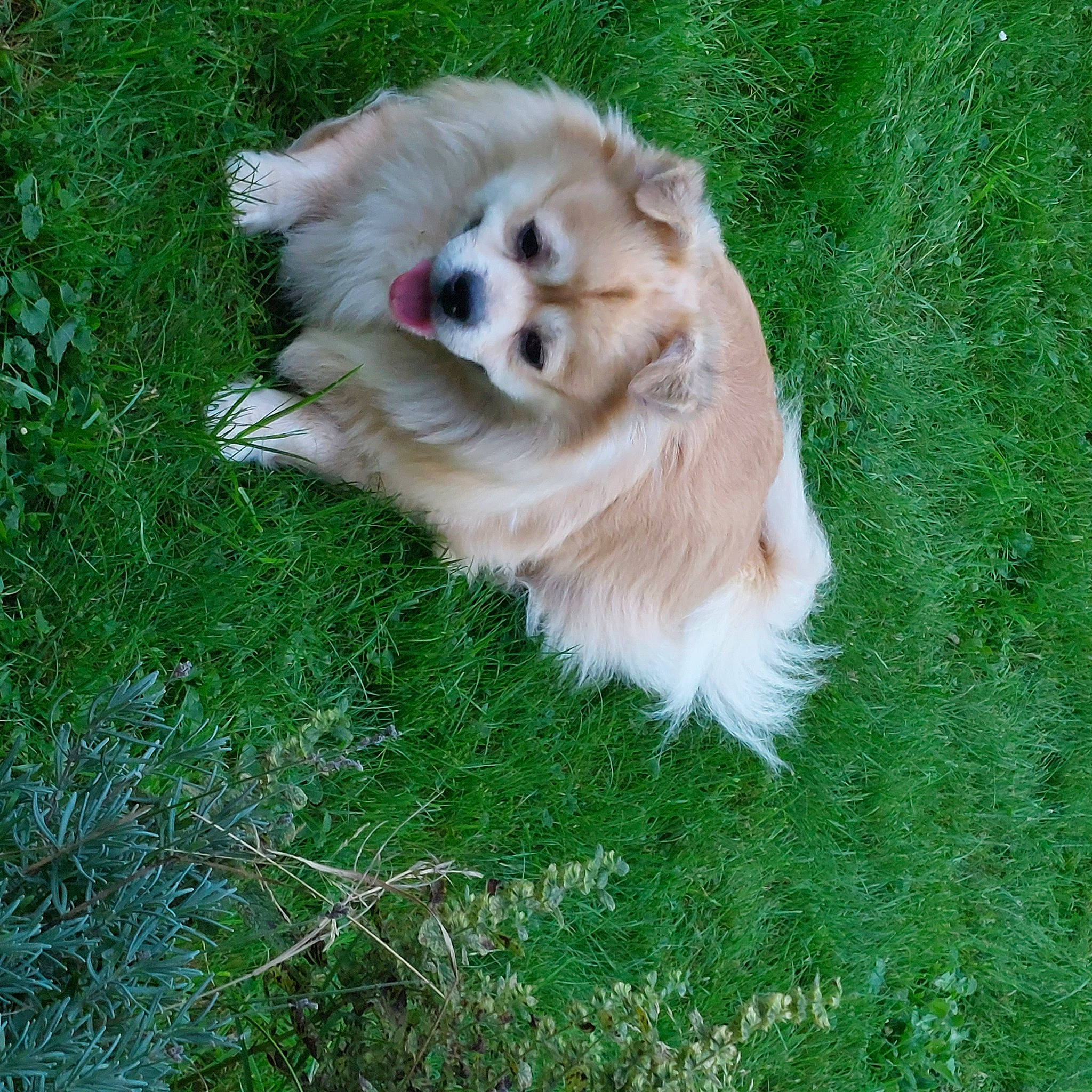 Bigoudi a rejoint le concours — aidez-le/la à gagner de superbes lots ! ancient_dog_breeds, carnivore, companion_dog, dog, dog_breed, dog_supply, fawn, fur, german_spitz, german_spitz_klein, german_spitz_mittel, grass, non_sporting_group, pomeranian, spitz, sporting_group, toy_dog, volpino_italiano, whiskers, working_dog