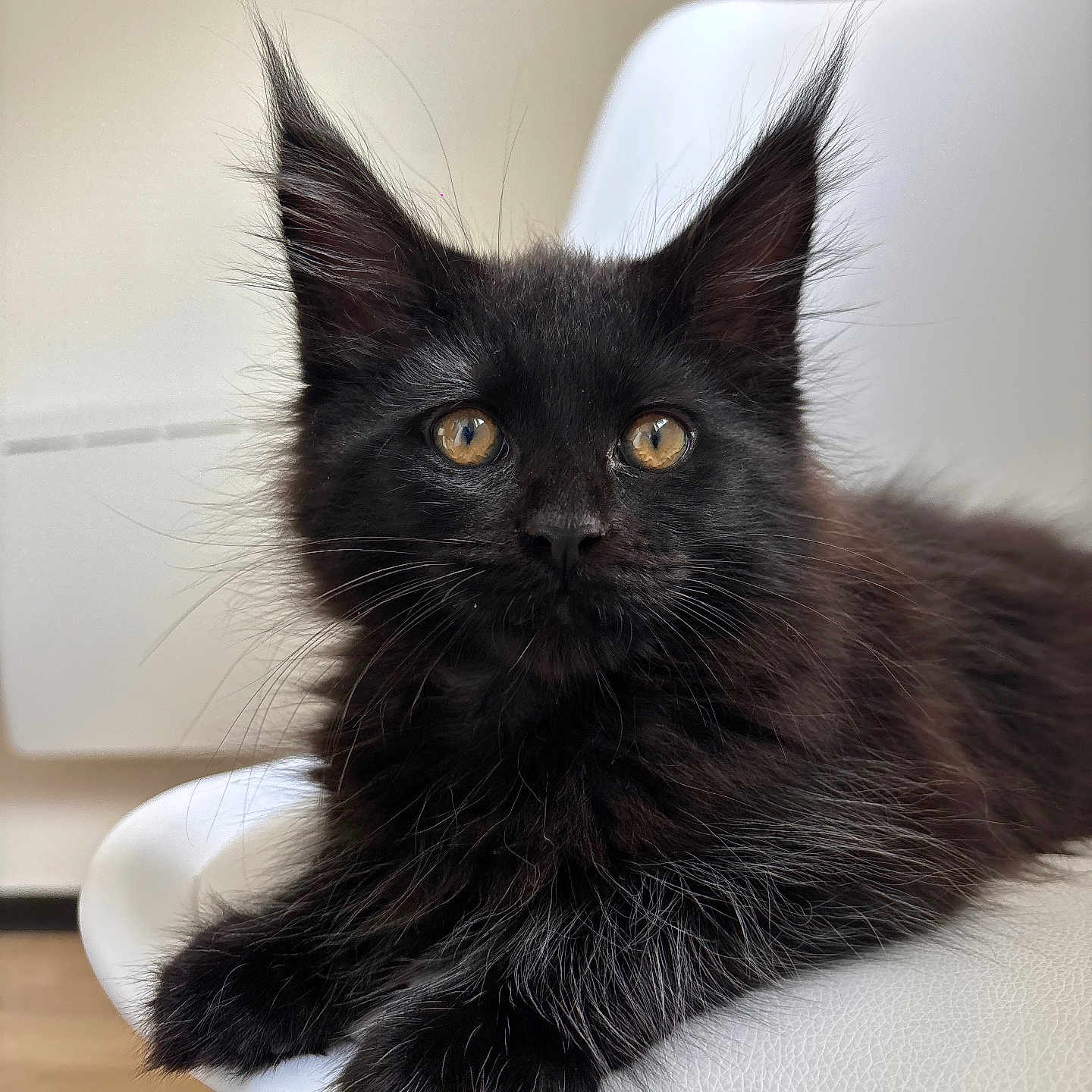 Blue participe au concours pour gagner de l'argent avec cette photo : black_cat, kitten, pet, animal, fur, whiskers, ears, eyes, chair, white_chair, indoor, feline, cute, young_cat, relaxed, close_up, portrait, domestic_cat, fluffy, alert