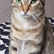 Luna a rejoint le concours — aidez-le/la à gagner de superbes lots ! cat, tabby, green_eyes, whiskers, fur, pet, animal, domestic_cat, sitting, patterned_blanket, black_and_white, indoor, close_up, portrait, feline, ears, paws, striped, furry, cute