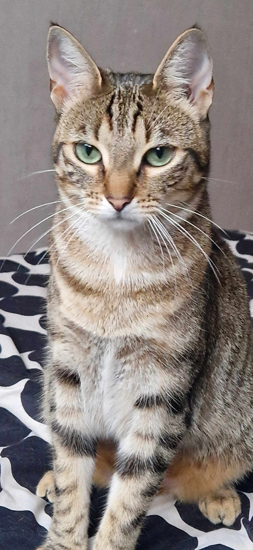 Luna a rejoint le concours — aidez-le/la à gagner de superbes lots ! cat, tabby, green_eyes, whiskers, fur, pet, animal, domestic_cat, sitting, patterned_blanket, black_and_white, indoor, close_up, portrait, feline, ears, paws, striped, furry, cute