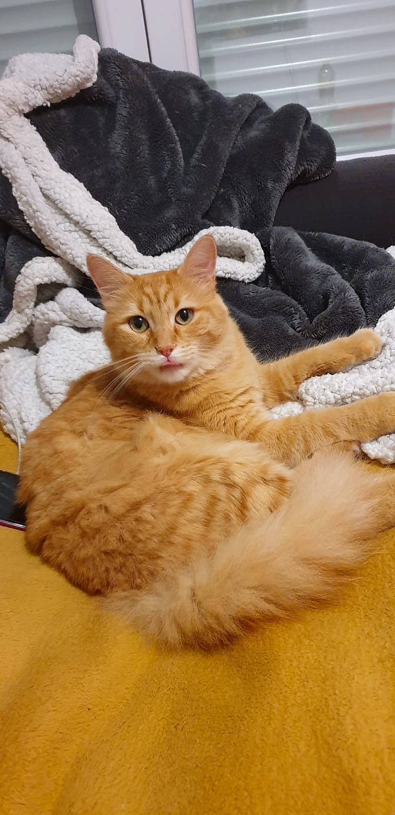 Sanji participe au concours pour gagner de l'argent avec cette photo : carnivore, cat, cat_furniture, cat_supply, claw, comfort, domestic_short_haired_cat, fawn, felidae, flooring, fur, hardwood, linens, paw, small_to_medium_sized_cats, snout, tail, whiskers, window, wood