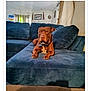 Rusty Sawyer is registered to the contest to win money with this photo: dog, brown_dog, couch, living_room, pet, indoor, furniture, canine, mammal, domestic_animal, collar, relaxed, animal, home, portrait, seated, looking_at_camera, cozy, blue_couch, fur