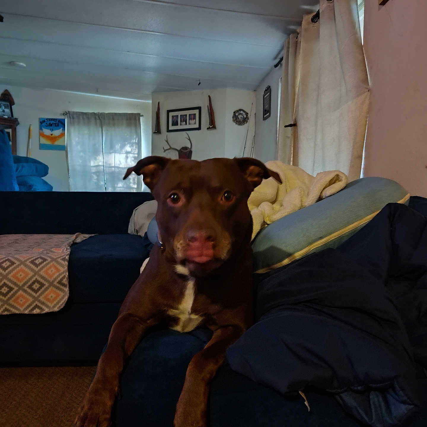 Rusty Sawyer is registered to the contest to win money with this photo: animal, blanket, brown_dog, canine, carpet, couch, cozy, curtains, dog, ears_up, furniture, home_decor, indoor, living_room, looking_at_camera, pet, pillow, resting, tongue_out, wall_art