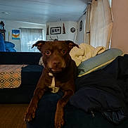 Rusty Sawyer is registered to the contest to win money with this photo: dog, brown_dog, couch, blanket, living_room, curtains, carpet, wall_decor, pillow, pet, indoors, furniture, relaxed, animal, looking, sitting, cozy, home, domestic, canine