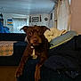 dog, brown_dog, couch, blanket, living_room, curtains, carpet, wall_decor, pillow, pet, indoors, furniture, relaxed, animal, looking, sitting, cozy, home, domestic, canine