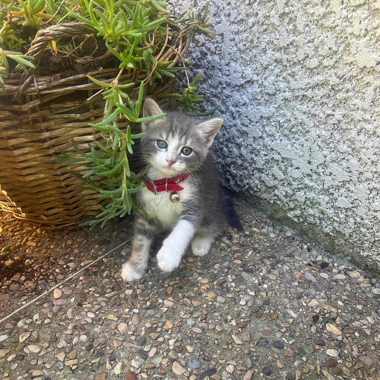 Jack a rejoint le concours — aidez-le/la à gagner de superbes lots ! bell, cat, collar, curious, exploration, feline, gray_and_white, greenery, kitten, nature, outdoor, pebble_ground, pet, plants, small, sunlight, texture, wall, wicker_basket, young_animal