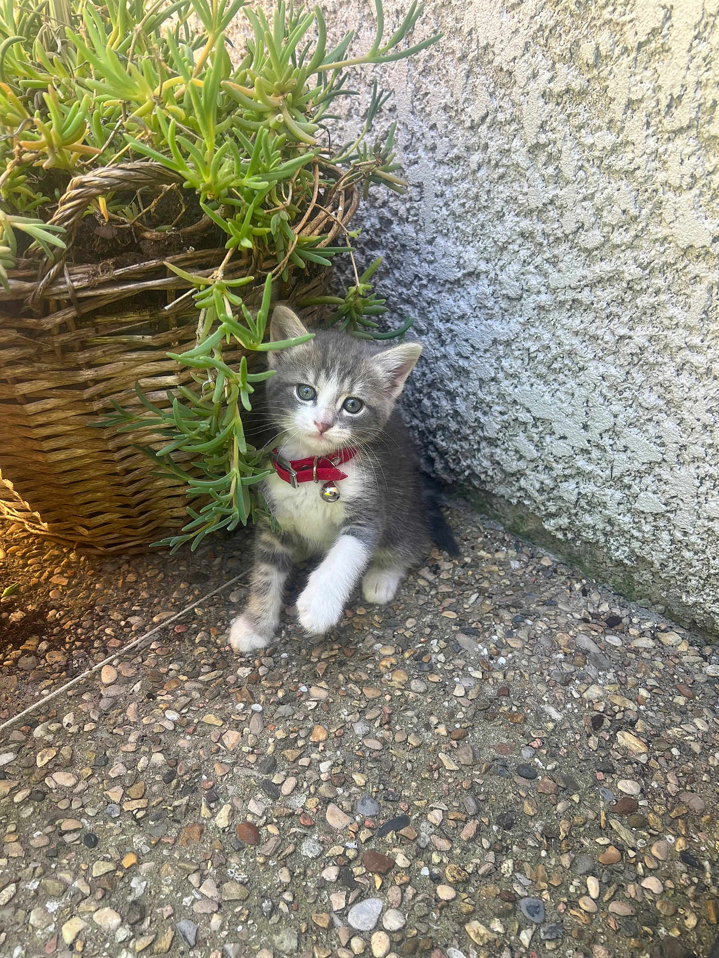 Jack