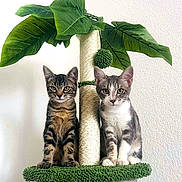 Jack participe au concours pour gagner de l'argent avec cette photo : cat, kitten, pets, cat_tree, scratching_post, green, indoor, cute, animal, feline, tabby, gray_and_white, plant, toy, sitting, looking_at_camera, fur, whiskers, ears, paws