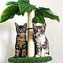 cat, kitten, pets, cat_tree, scratching_post, green, indoor, cute, animal, feline, tabby, gray_and_white, plant, toy, sitting, looking_at_camera, fur, whiskers, ears, paws