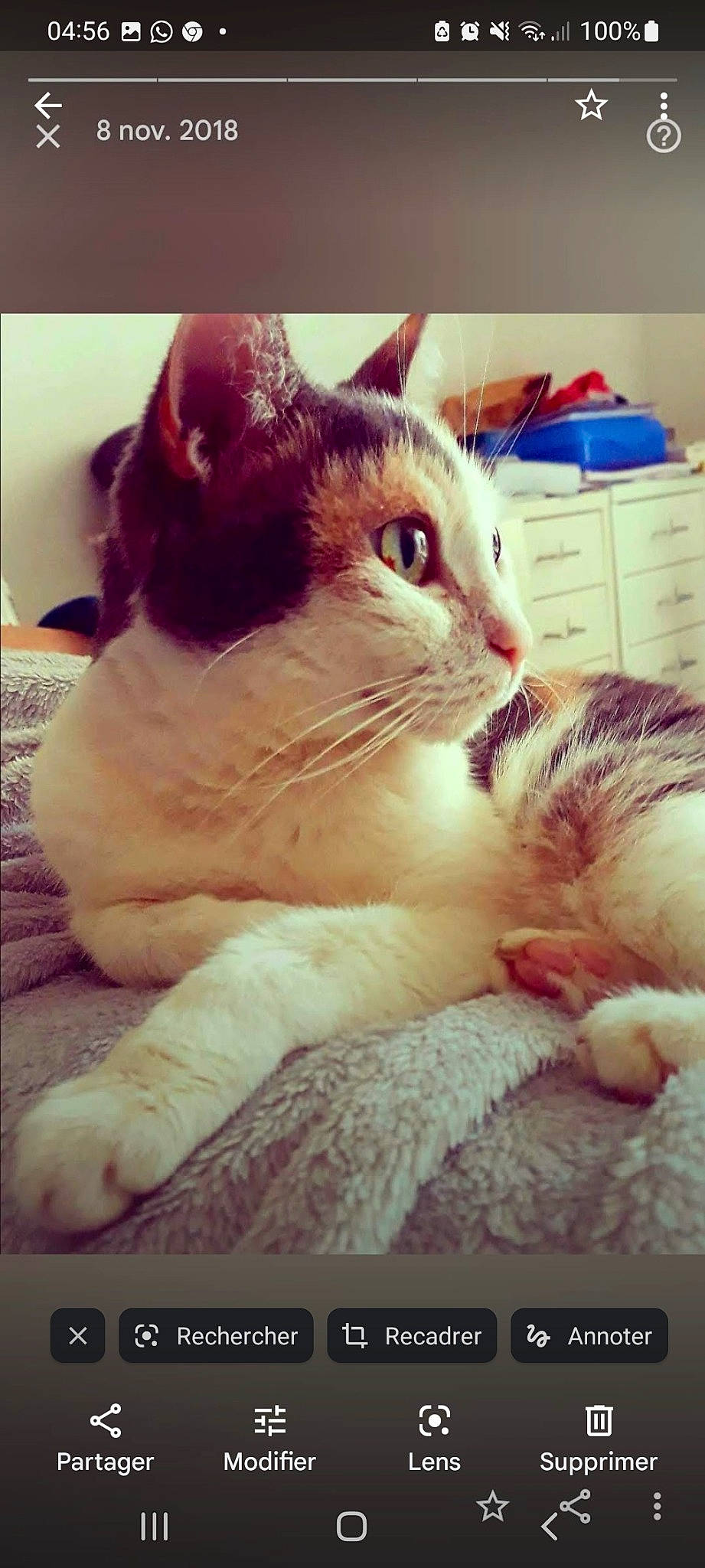 Athena a rejoint le concours — aidez-le/la à gagner de superbes lots ! carnivore, cat, claw, cloud, comfort, domestic_short_haired_cat, felidae, foot, fur, happy, human_leg, lap, paw, rectangle, small_to_medium_sized_cats, snout, square, tail, whiskers, window