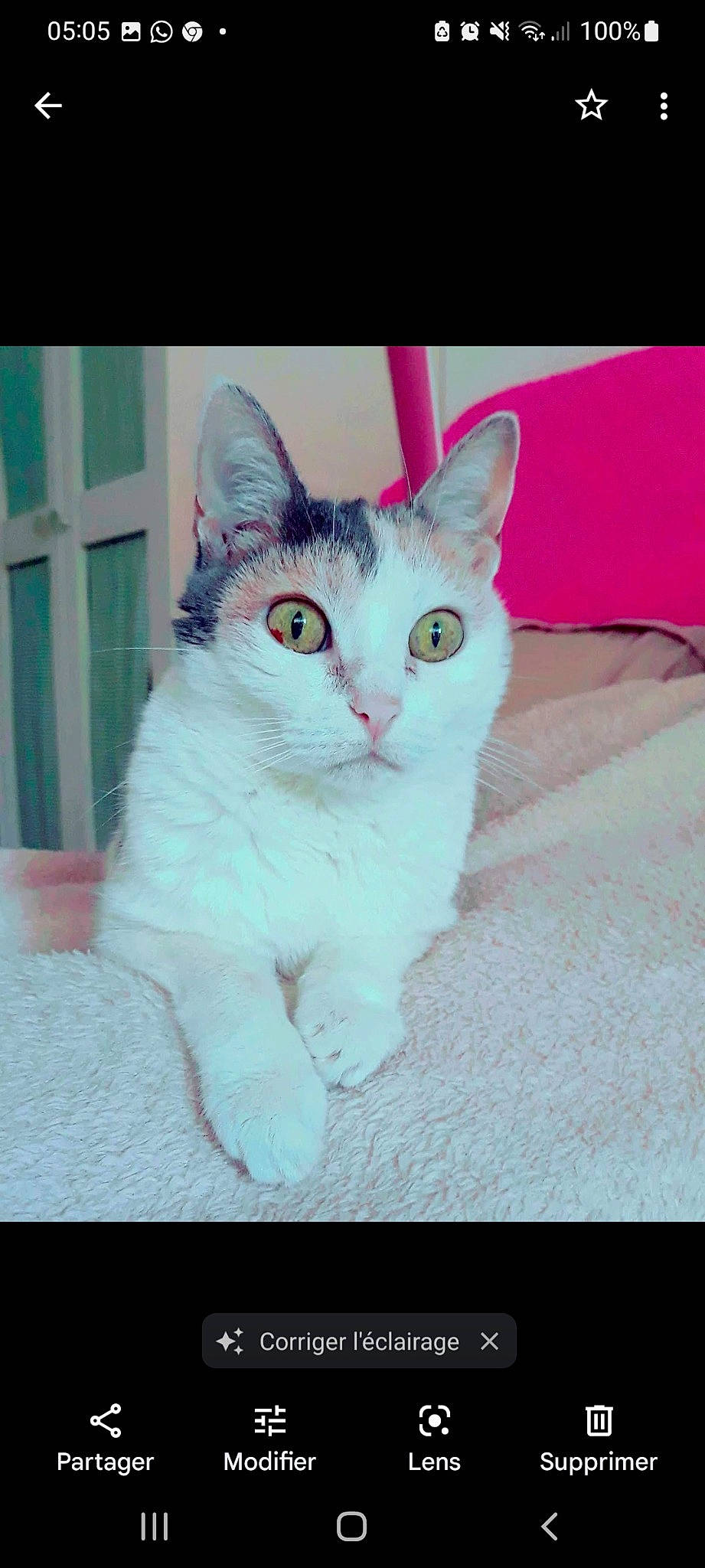 Athena participe au concours pour gagner de l'argent avec cette photo : carnivore, cat, comfort, domestic_short_haired_cat, eye, felidae, foot, fur, iris, magenta, paw, photo_caption, rectangle, sitting, small_to_medium_sized_cats, snout, tail, whiskers