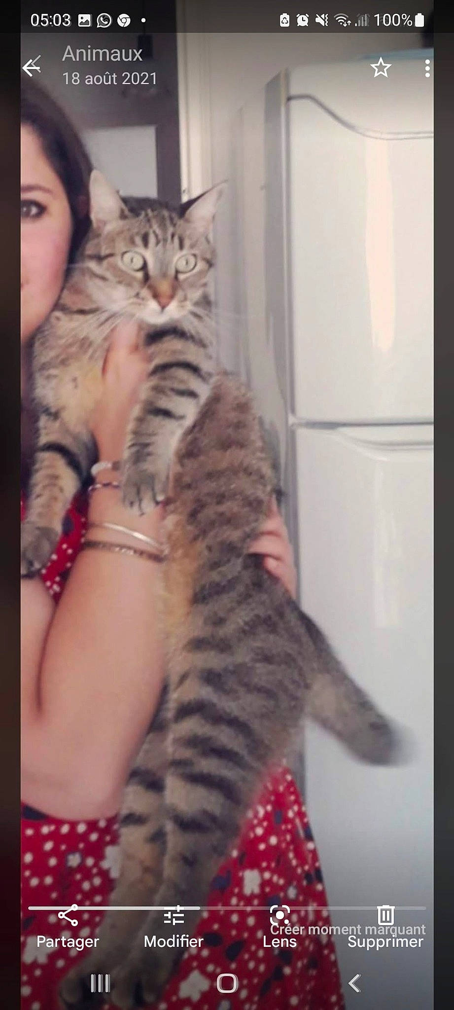 Grisouille a rejoint le concours — aidez-le/la à gagner de superbes lots ! carnivore, cat, claw, domestic_short_haired_cat, felidae, foot, fur, gesture, human_leg, lap, nail, neck, pattern, paw, sitting, small_to_medium_sized_cats, snout, tail, thigh, whiskers