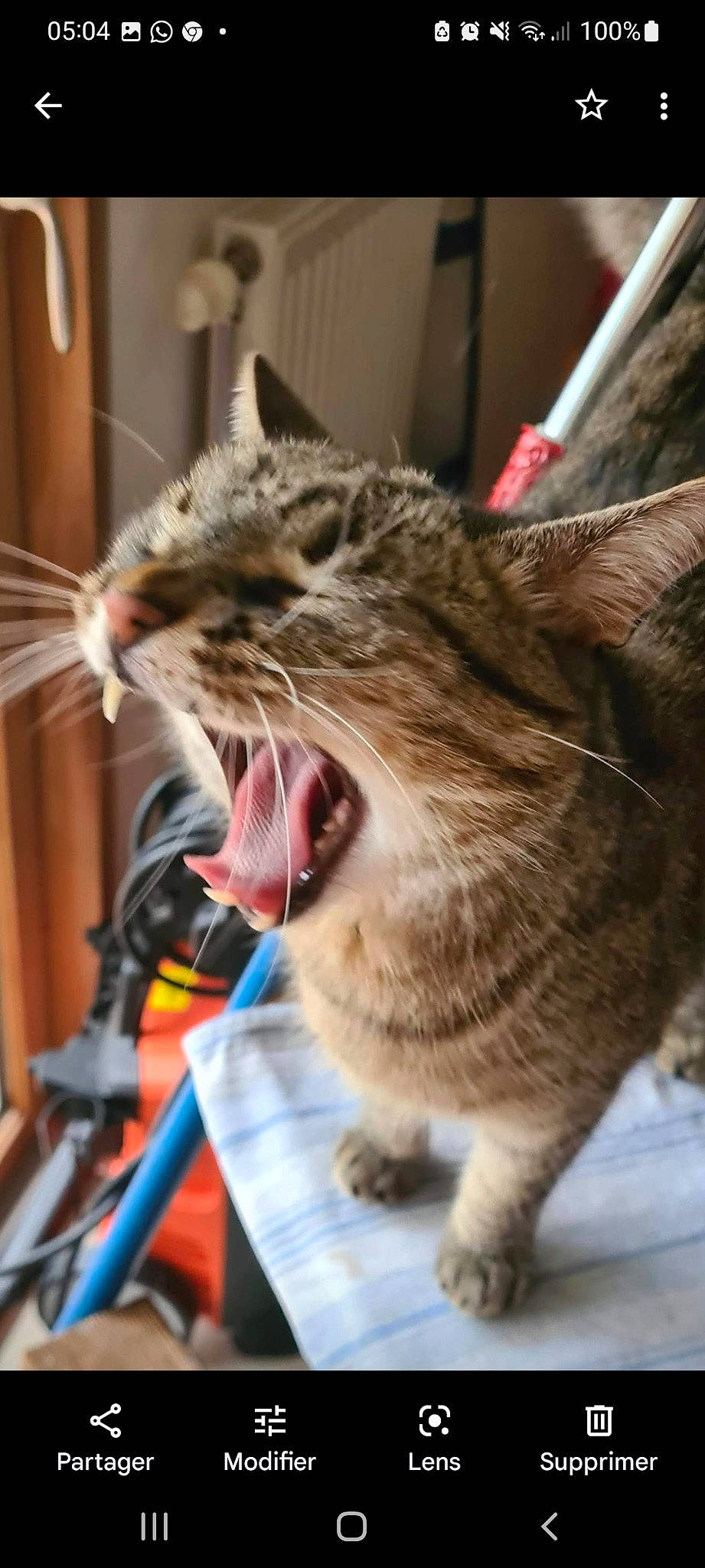 Grisouille a rejoint le concours — aidez-le/la à gagner de superbes lots ! carnivore, cat, claw, collar, domestic_short_haired_cat, fang, fast_food, felidae, fur, paw, roar, small_to_medium_sized_cats, smile, snout, terrestrial_animal, tooth, whiskers, window, yawn