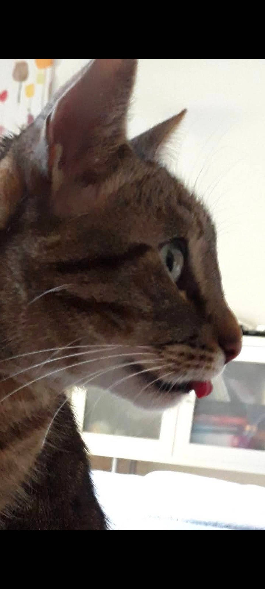 Grisouille participe au concours pour gagner de l'argent avec cette photo : carnivore, cat, domestic_short_haired_cat, ear, felidae, fur, mammal, small_to_medium_sized_cats, snout, terrestrial_animal, whiskers, window