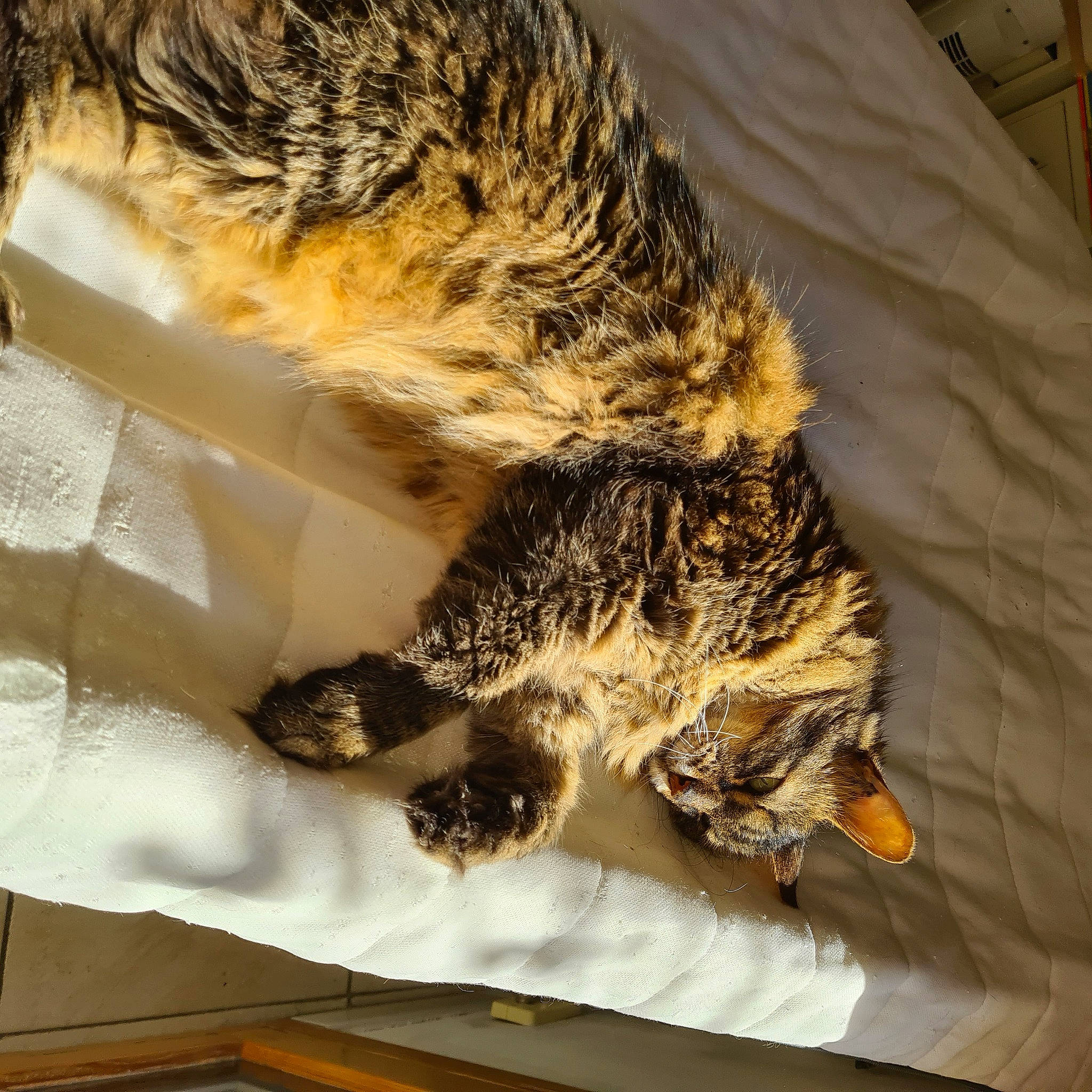 Leo participe au concours pour gagner de l'argent avec cette photo : bird_of_prey, carnivore, cat, claw, comfort, domestic_short_haired_cat, feather, felidae, fur, linens, nap, pattern, paw, sleep, small_to_medium_sized_cats, snout, tail, terrestrial_animal, textile, whiskers