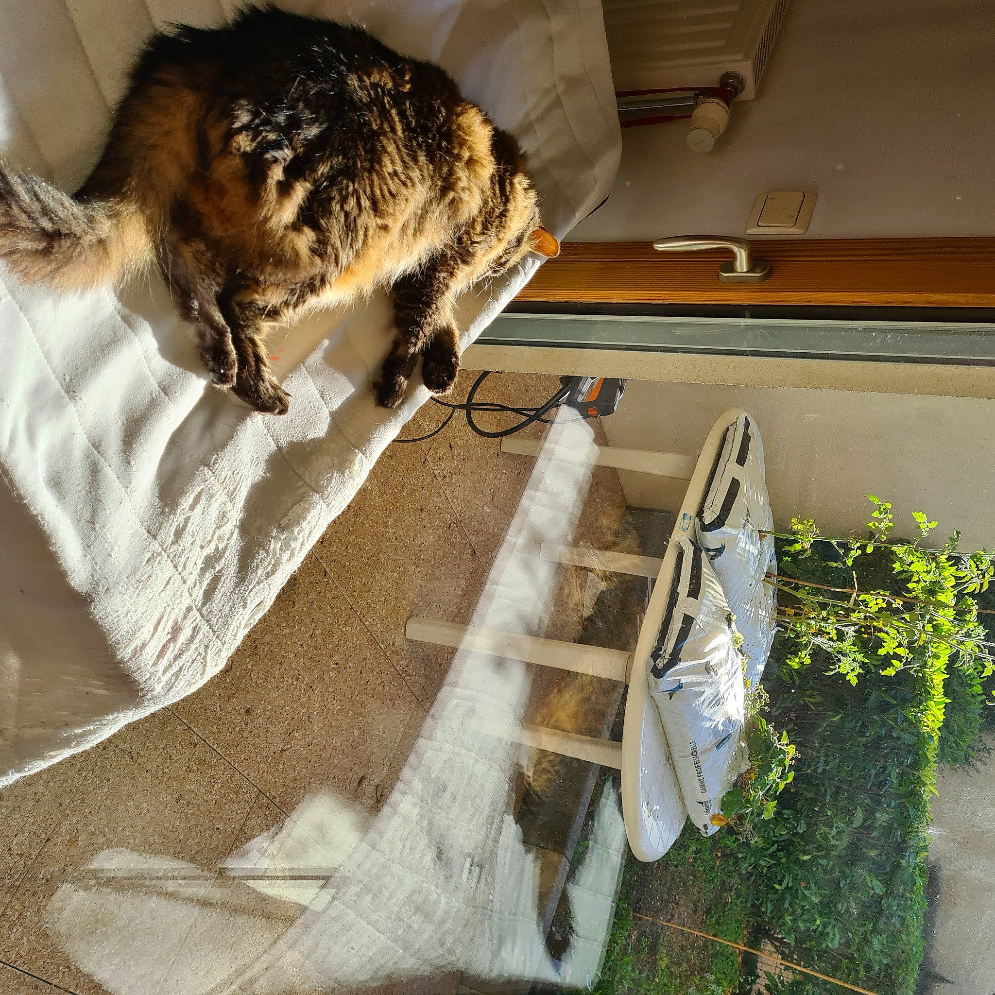 Leo a rejoint le concours — aidez-le/la à gagner de superbes lots ! carnivore, cat, comfort, concrete, domestic_short_haired_cat, felidae, floor, flooring, fur, linens, paw, plant, roof, room, small_to_medium_sized_cats, snout, tail, terrestrial_animal, whiskers, wood