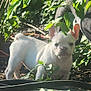 Messy is registered to the contest to win money with this photo: dog, puppy, french_bulldog, white_dog, greenery, plants, leaves, garden, sunlight, outdoor, animal, pet, young_dog, black_hose, soil, nature, small_plant, daylight, cute, curious