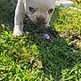 Messy is registered to the contest to win money with this photo: puppy, dog, white_dog, muddy_paws, grass, outdoor, sunlight, ears, curious, animal, pet, nature, playful, background_dogs, greenery, daytime, yard, brick_wall, canine, exploring