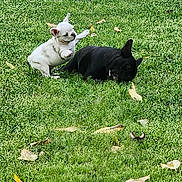 Messy is registered to the contest to win money with this photo: dog, french_bulldog, puppy, grass, playful, black_dog, white_dog, outdoor, pet, animal, fence, leaf, nature, canine, young_dog, mammal, grass_field, daylight, two_dogs, play