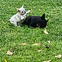 dog, french_bulldog, puppy, grass, playful, black_dog, white_dog, outdoor, pet, animal, fence, leaf, nature, canine, young_dog, mammal, grass_field, daylight, two_dogs, play