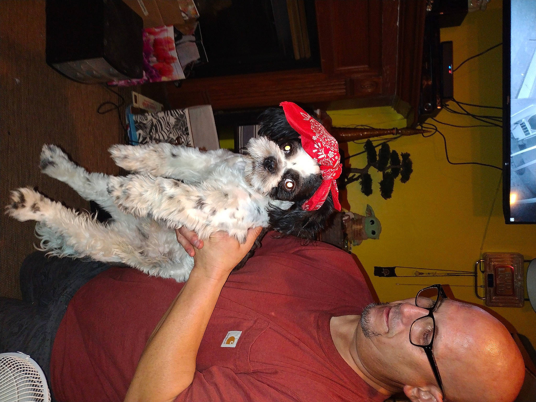 Manly Stanley joined the competition — help win amazing prizes! canidae, carnivore, chest, companion_dog, dog, dog_breed, fawn, felidae, flesh, fun, fur, fur_clothing, picture_frame, room, small_to_medium_sized_cats, sporting_group, stuffed_toy, television, toy_dog, vertebrate