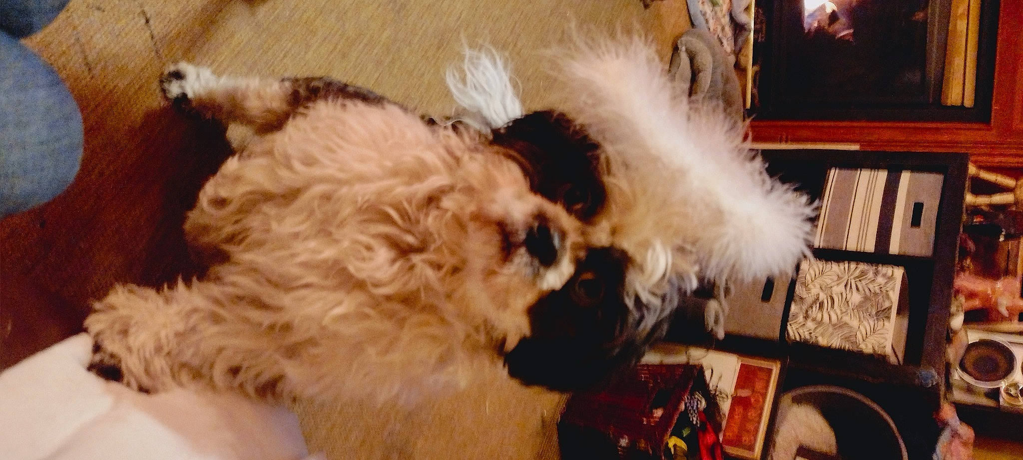 Manly Stanley is registered to the contest to win money with this photo: canidae, carnivore, companion_dog, dog, dog_breed, fawn, fur, giant_dog_breed, labradoodle, non_sporting_group, paw, picture_frame, shelf, small_terrier, sporting_group, tail, terrier, toy_dog, whiskers, working_animal