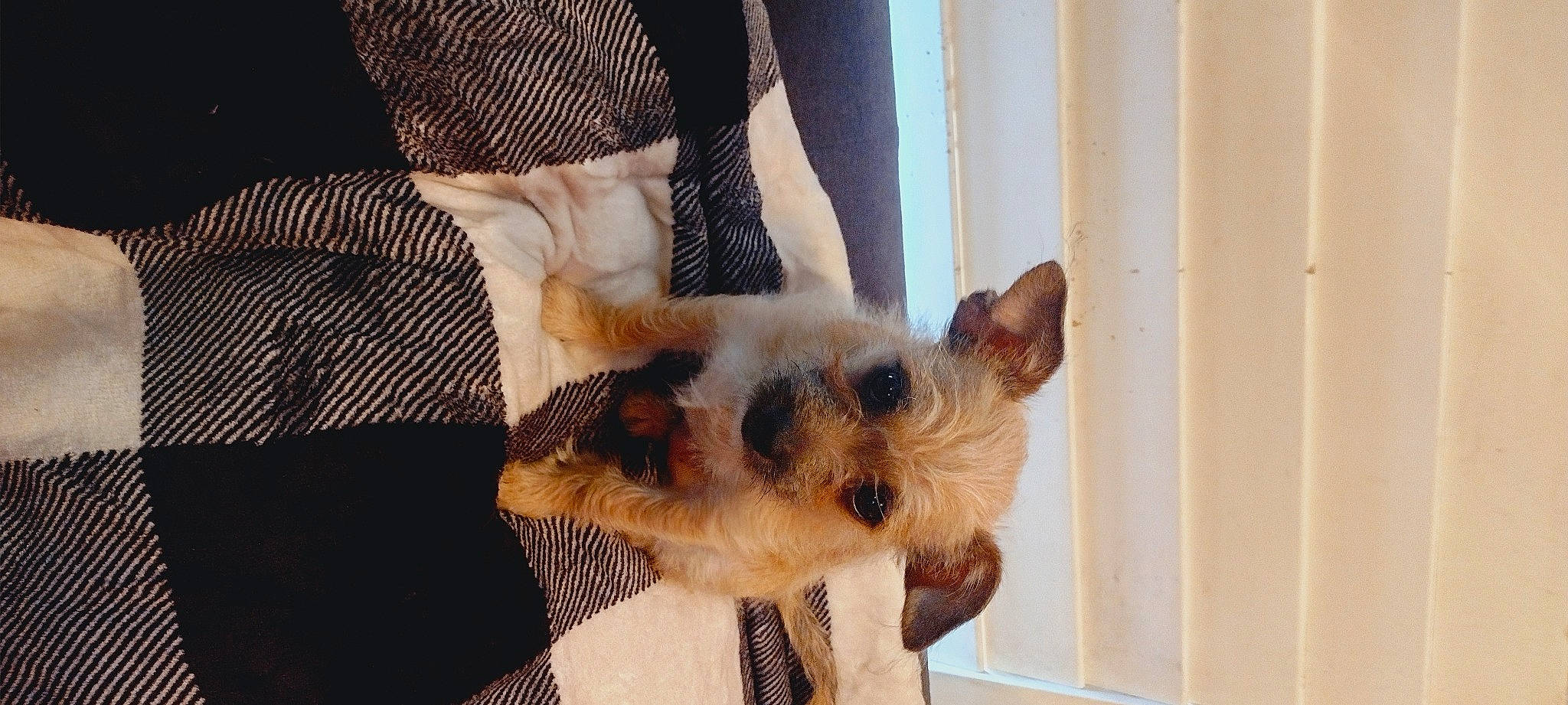 Bear is registered to the contest to win money with this photo: canidae, carnivore, companion_dog, dog, dog_breed, dog_supply, fawn, felidae, fur, pattern, paw, small_terrier, small_to_medium_sized_cats, snout, sporting_group, tail, terrier, toy_dog, whiskers, working_animal