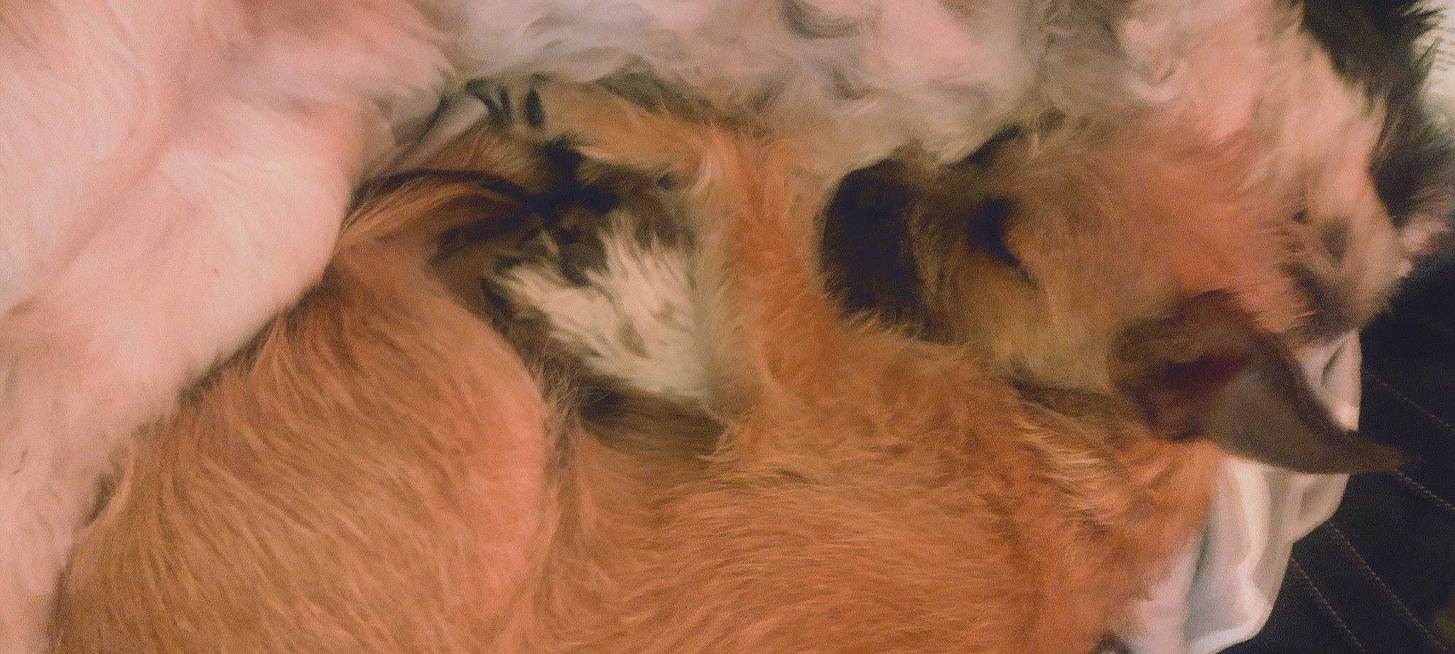 Bear is registered to the contest to win money with this photo: big_cats, canidae, carnivore, claw, companion_dog, dog_breed, fawn, felidae, fur, liver, paw, puppy, small_to_medium_sized_cats, sporting_group, tail, terrestrial_animal, terrier, whiskers, wildlife