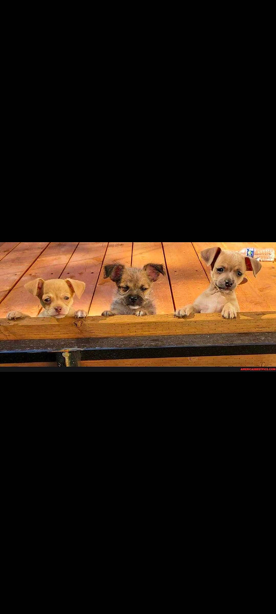 Three Musketeers joined the competition — help win amazing prizes! art, canidae, carnivore, cloud, companion_dog, darkness, dog, dog_breed, fawn, felidae, flooring, gas, glass, heat, sky, small_to_medium_sized_cats, snout, sporting_group, window, wood