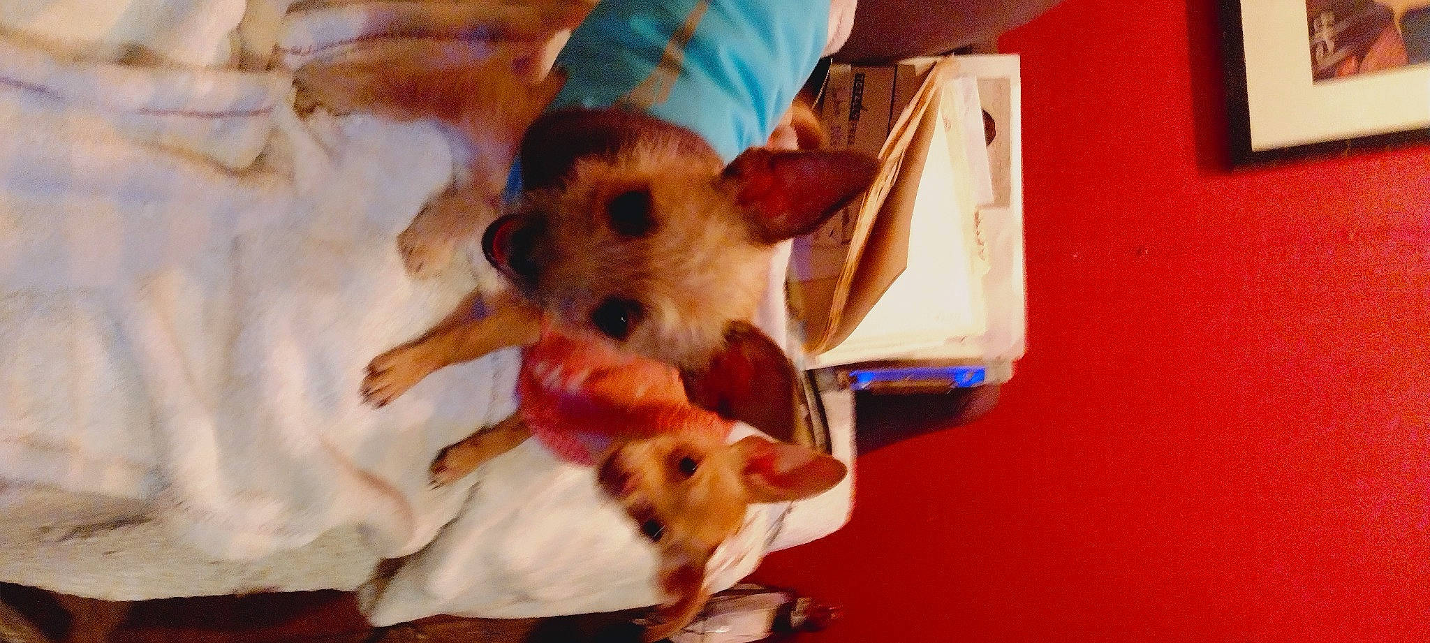 Darla is registered to the contest to win money with this photo: canidae, carnivore, companion_dog, corgi_chihuahua, dog, dog_breed, dog_supply, fawn, fur, non_sporting_group, paw, pet_supply, puppy, snout, sporting_group, tail, toy_dog, whiskers, working_animal