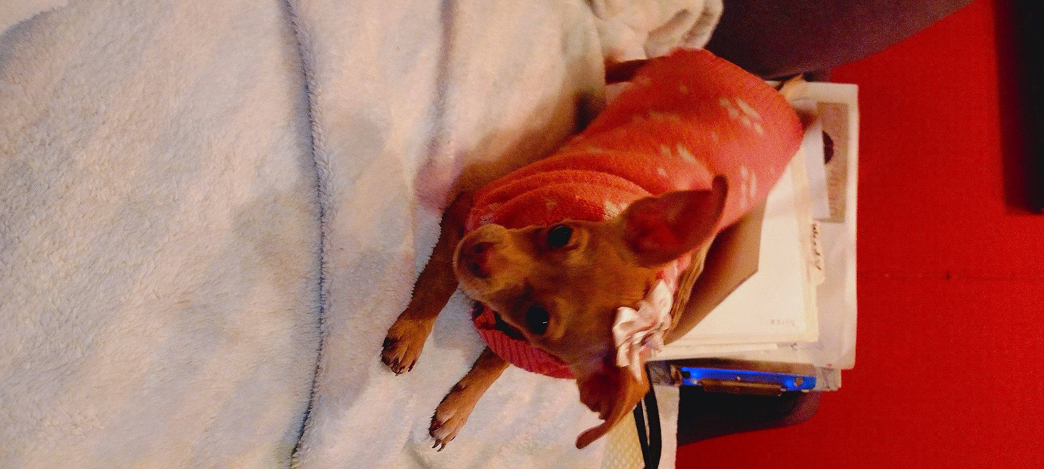 Darla joined the competition — help win amazing prizes! canidae, carnivore, companion_dog, dog, dog_breed, dog_supply, fawn, hunting_dog, liver, non_sporting_group, pet_supply, sporting_group, terrestrial_animal, whiskers, working_animal