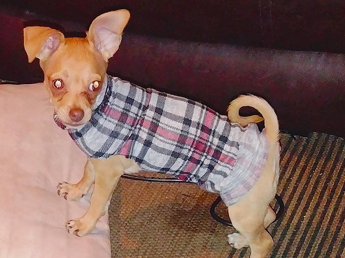 Darla joined the competition — help win amazing prizes! brown, carnivore, chihuahua, companion_dog, couch, dog, dog_breed, dog_clothes, dog_supply, fawn, pattern, pet_supply, snout, sporting_group, tail, toy, toy_dog, whiskers, wood, working_animal