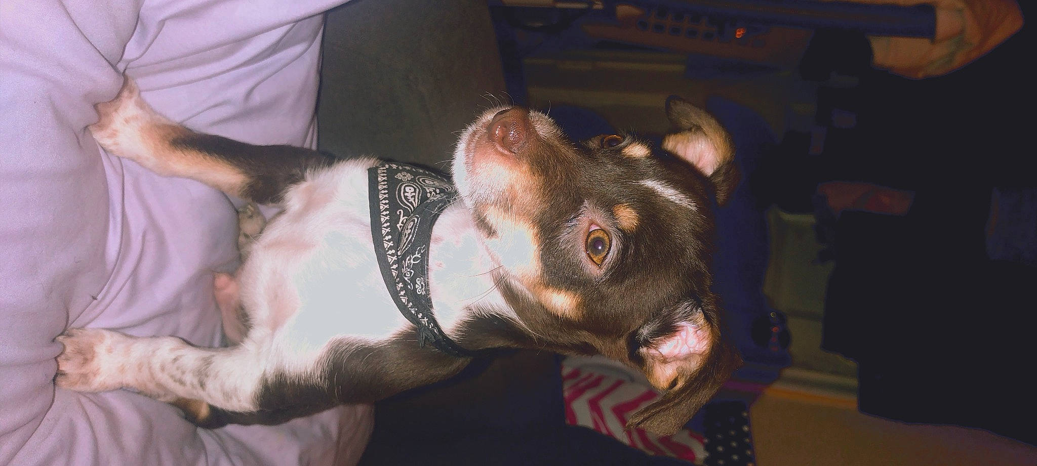 Nico joined the competition — help win amazing prizes! canidae, carnivore, collar, companion_dog, dog, dog_breed, ear, fawn, fur, jaw, liver, non_sporting_group, paw, snout, sporting_group, terrestrial_animal, whiskers, working_animal