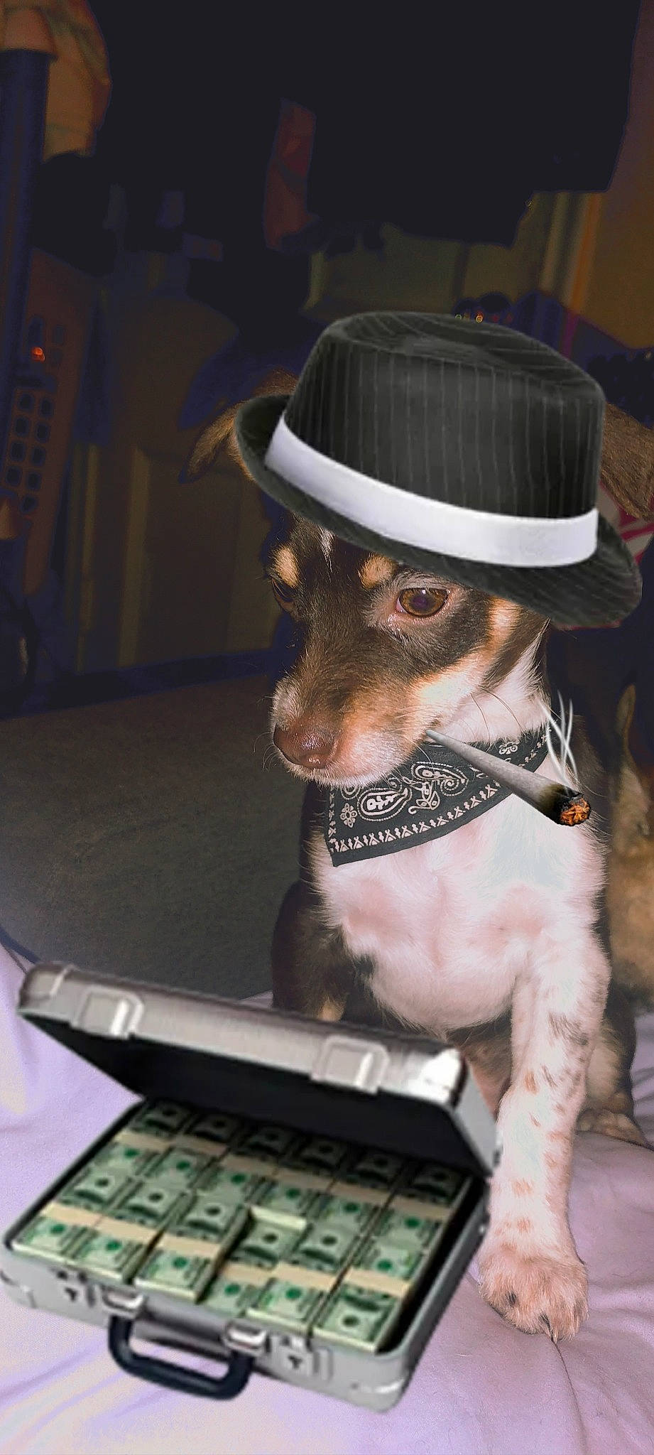 Nico joined the competition — help win amazing prizes! carnivore, collar, companion_dog, computer, costume_hat, dog, dog_breed, dog_clothes, dog_collar, eyewear, fawn, fedora, hat, input_device, laptop, netbook, personal_computer, snout, sun_hat, working_animal