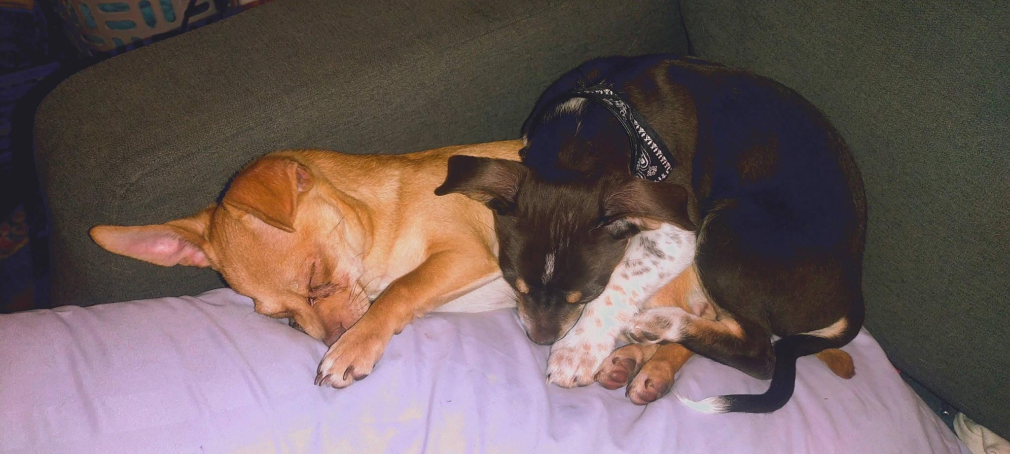 Little Dog is registered to the contest to win money with this photo: bed, carnivore, cat, collar, comfort, companion_dog, dog, dog_breed, dog_supply, fawn, felidae, fur, liver, paw, pet_supply, small_to_medium_sized_cats, snout, tail, whiskers, working_animal