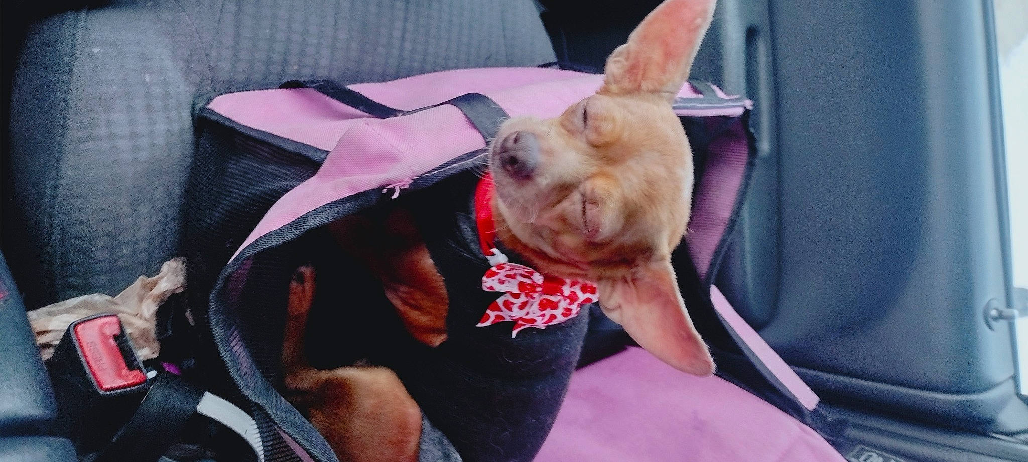 Little Dog joined the competition — help win amazing prizes! canidae, carnivore, collar, comfort, companion_dog, dog, dog_breed, dog_collar, ear, fashion_accessory, fawn, food, gesture, meat, nail, pink, snout, sporting_group, toy_dog, wrinkle