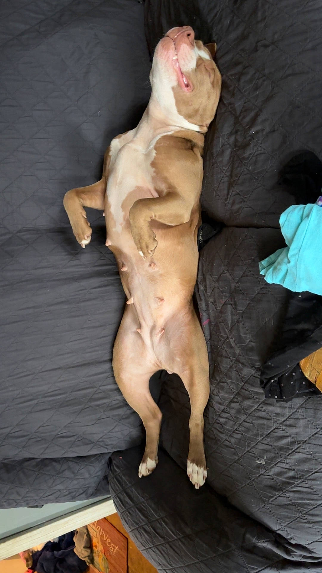 Delilah is registered to the contest to win money with this photo: animal, brown_dog, canine, comfortable, couch, cozy, dog, domestic, fur, home, indoor, lying_down, paw, pet, quilted, relaxed, resting, side_view, sleeping, white_markings