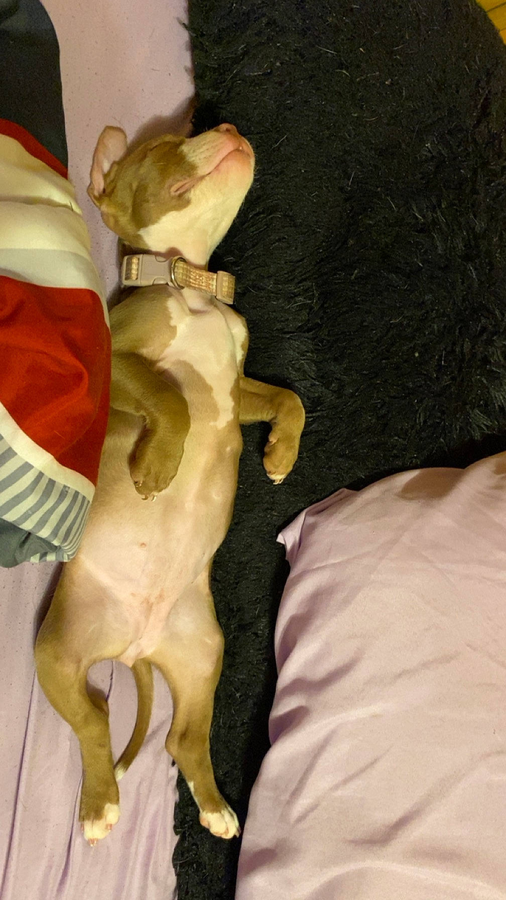 Delilah joined the competition — help win amazing prizes! animal, bed, blanket, canine, collar, comfort, cozy, cute, dog, domestic_animal, fur, indoor, lying_down, nap, pet, pillow, puppy, relaxed, resting, sleeping